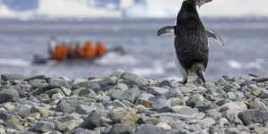 Invasive Species Council has warned over the threat to Adelie penguins.