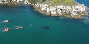 Whale rescue from the air