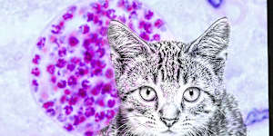 Toxoplasmosis:Researchers call for more attention on parasite that inflects 1 in 3 people and is spread by cats.