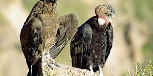 Condors have been rescued,vaccinated and released in the United States.