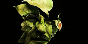 leaves illustration for Knott