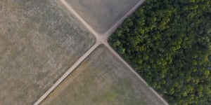 Brazil hid ‘worst deforestation’ data until after COP26:Ministers