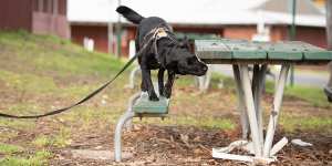 A dog searches for a scent using the K9 Nose Work approach