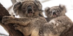 A koala and its joey that were rescued from the fire-ravaged Blue Mountains and brought to Taronga Zoo.