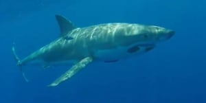 Great white shark spotted at south coast beach