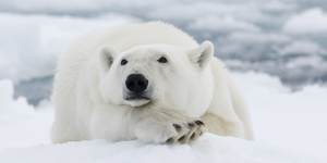 Cute,but deadly. Polar bears have been known to hunt humans when hungry.