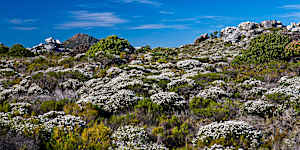 The UNESCO-listed Cape Floral Kingdom isn’t just the smallest,but also the richest of the world’s six floral kingdoms.