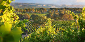 McLaren Vale in South Australia is a wine region beautiful vineyards. McLaren Vale in South Australia is a wine region with beautiful vineyards. iStock image downloaded under the Good Food team account (contact syndication for reuse permissions).