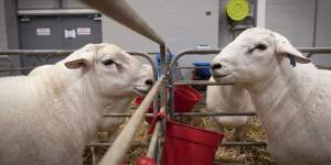 Sheep producers say the impact of the Qatar decision on exporters has been eclipsed by a focus on the hit to tourism.