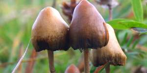 Psilocybin is the active ingredient in magic mushrooms. 