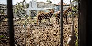 Injured and mistreated horses on the Mount Eliza property of former racehorse trainer Maxine Fraser.