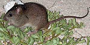 The disappearance of the Bramble Cay melomys is the first known mammal extinction to be directly linked to climate change.