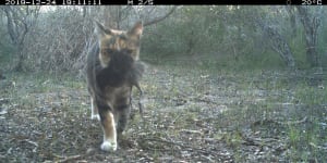 Feral cats are one of the biggest drivers of extinction in the world. 