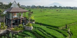 The green fields below Gdas Bali Health and Wellness resort,Ubud.