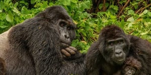 How gorilla tourism became a conservation success story