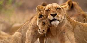 Cat cuddles:lions in Timbavati,South Africa. 