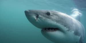 Study shows surprising diet of sharks with little interest in mammals