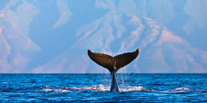 Humpback whale doing tail slaps with the peaks of Molokai in the background.