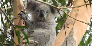 A koala at Smiths Creek in Leumeah near the new Georges River Koala National Park earlier in 2025.