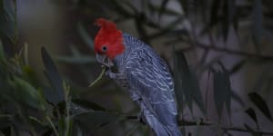The gang-gang cockatoo has joined the ranks of Australian endangered species.