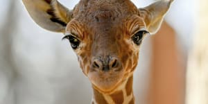 US Customs officials seize giraffe faeces at airport