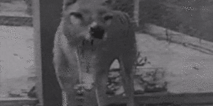 The last thylacine in 1933 shortly after he arrived at Hobart Zoo.