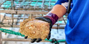 Broome sunset culinary cruise:The giant Aussie oysters where the meat is as important as the pearls