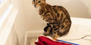 Homeless and nameless:a Bengal cat in Glebe.