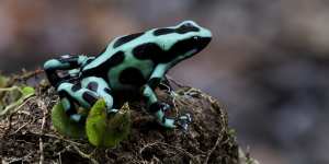 The presence of these flamboyant amphibians is a sign of a thriving ecosystem.