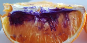 Mystery of Queensland's purple-hued oranges finally solved