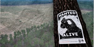 The last stand:Perth to save 1800ha of its pines. Will it be enough?