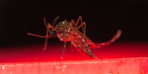 Aedes aegypti mosquitos spread dengue and Zika.