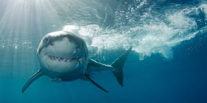 Queensland govt fights for shark culls to'protect human safety'