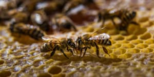 The potential devastation facing the world’s only ‘pure’ Ligurian bee population