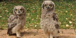 Spotted Eagle Owl chicks.