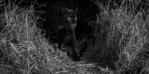 The rare black leopard of Laikipia.