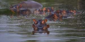 Hippos,descended from a collection held by drug lord Pablo Escobar,stay submerged in a lake at the Napoles Park in Puerto Triunfo,Colombia.