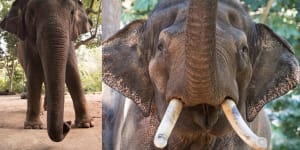 Perth Zoo’s Asian elephants to move interstate after Tricia’s death