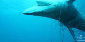 'We fear the very dramatic thing':Shark nets found to be ineffective