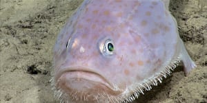 North Queensland shark attack now thought to have been a toadfish