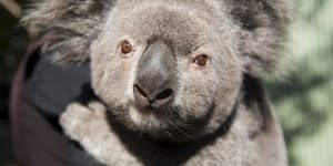 New Sydney Zoo ruffles feathers of neighbouring Featherdale Wildlife Park