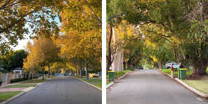 An example of two streets in Perth with plenty of tree canopy cover,the left along Goldsworthy Road in Claremont,and the other on Archeacon Street in Nedlands.