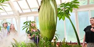 Corpse flower Putricia begins blooming at the Sydney botanical Garden on January 23,2025. Photo:Flavio Brancaleone/ The Sydney Morning Herald