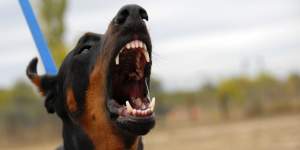 Animal noise complaints,including barking dogs,topped the list as the most common noise complaint.