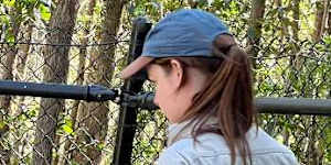 Billy the common wombat taking a walk at Walkabout Creek Discovery Centre,Enoggera Reservoir.