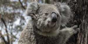 No date has yet been set for the creation of the Great Koala National Park,which is a Labor election promise.