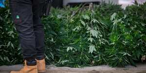 Criminalising cannabis:How Australia’s war on weed hurts the poor