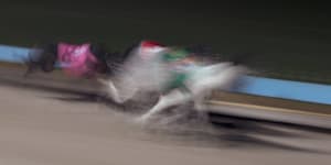 Greyhound trainer allegedly gave dog alcohol to ‘fix’ race