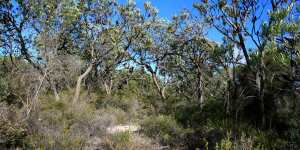 Perth's the only place on earth that has banksia woodland as the dominant vegetation type. Pictured is the Melaleuca Park area north of Gnangara. 
