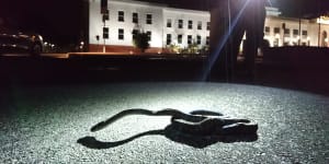 'Not much there for snakes':Python retrieved at Old Parliament House